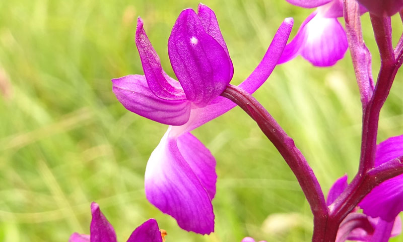 Anacamptis laxiflora